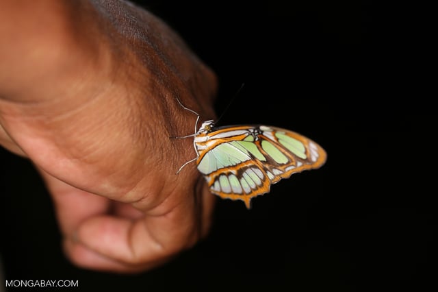 Butterfly on a man's hand in Madre de Dios. Photo by Rhett Ayers Butler / Mongabay