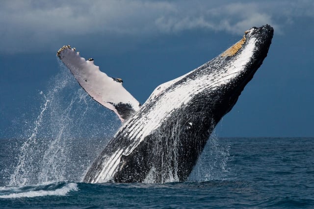 Biggest Loser: Humpbacks take shedding for summer to another level