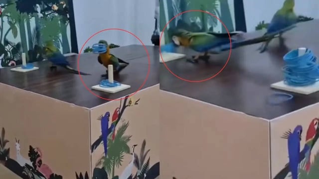 Parrot’s 'Sneaky' Move During Training Stuns Internet, Teaches a Lesson in 'Work Smarter, Not Harder'