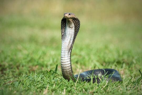 Govinda Kumar: Toddler bites cobra until it dies
