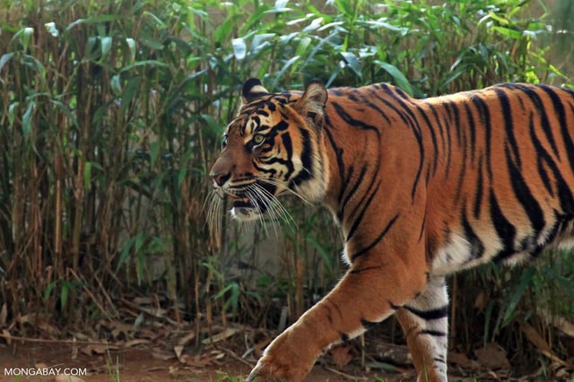 A captive Sumatran tiger. Image by Rhett A. Butler/Mongabay.