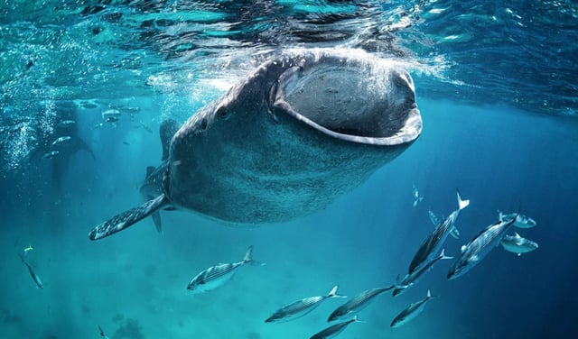Whale revives profit taking concerns as bitcoin holds flat: crypto daybook americas