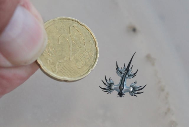 Ejemplar de 'dragón azul' encontrado en Canet d'en Berenguer.