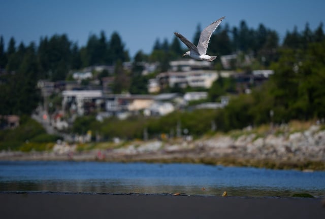 A rehabilitated glaucous-winged gull flies away after being released by the Wildlife Rescue Association, in White Rock, B.C., on Monday, July 28, 2025. THE CANADIAN PRESS/Darryl Dyck