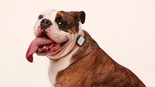 whistle-health-20-smart-device