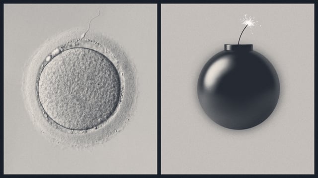 Illustration of a sperm cell and unfertilised egg mirrored by a bomb with a lit fuse