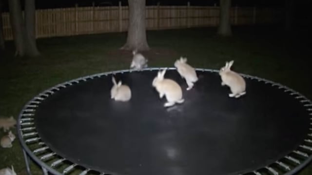 AI Bunnies Jumping on a Trampoline Video