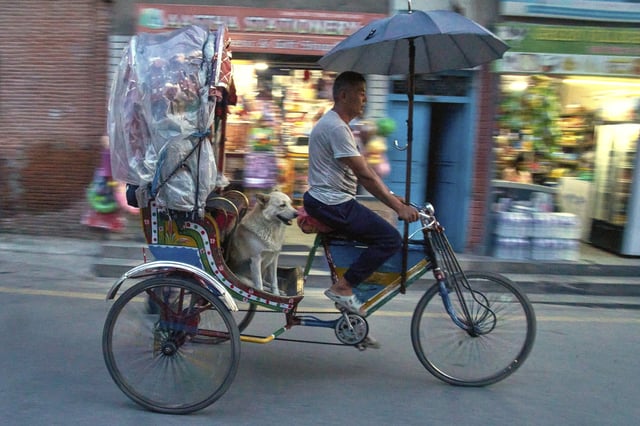 Babu Tamang and his dog Shayam return home after work in Kathmandu, Nepal, Thursday, July 24, 2025. (AP Photo/Niranjan Shrestha)