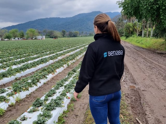 Frutilla. Liberación del ácaro por Senasa.