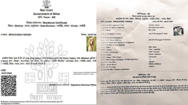 Dog Babu to Dogesh Babu: After residential certificate for a dog, second fake application rocks Bihar