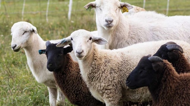 ED raids Hyderabad locations in Telangana sheep rearing scam; probe linked to Talasani's OSD, CAG flags Rs 1,000 crore loss.