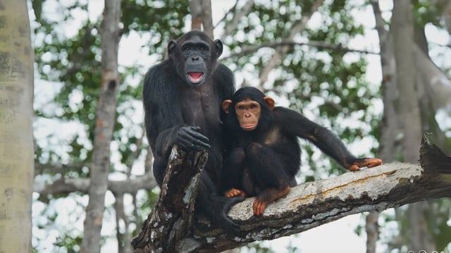 Female chimpanzee with a baby on mangrove trees