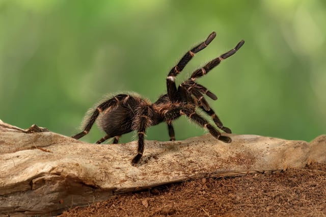 Close-up female of Spider Tarantula  (Lasiodora parahybana) in threatening position. 
