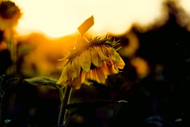 © HopeNFPhotography via Shutterstock
