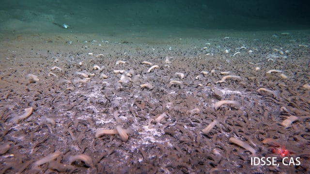 Diese große Kolonie von Röhrenwürmern lebt am Grund des Aleutengrabens in 6870 Meter Tiefe. © Institute of Deep-sea Science and Engineering, CAS (IDSSE, CAS)