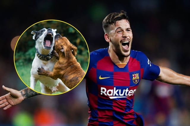 Pérez fue duramente atacado por un perro. Foto: Pexels/Especial