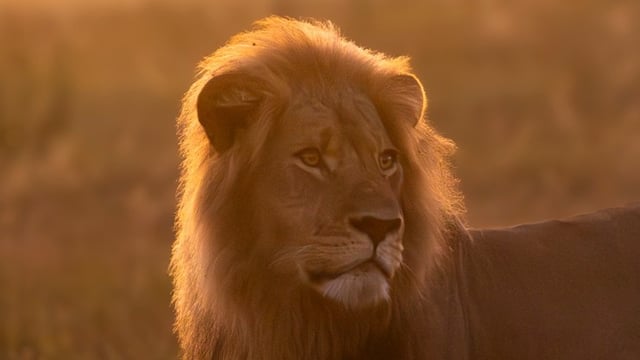 Blondie had only been fitted with a GPS satellite collar by researchers from Oxford University a few months before the killing