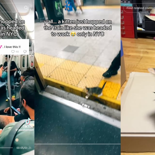 Sometimes a kitty's got to ride the subway. 