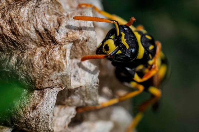 A paper wasp builds a honeycomb shaped paper nest, made from wood fibers in France.