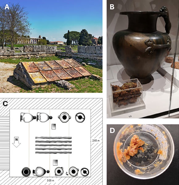 Paestum honey: (A) underground shrine in Paestum, Italy; (B) one of the hydrias on display alongside a Perspex box containing the residue at the Ashmolean Museum in 2019; (C) graphic representation of the arrangement of the bronze jars inside the shrine; (D) sample from the core of the residue. Image credit: da Costa Carvalho et al., doi: 10.1021/jacs.5c04888.
