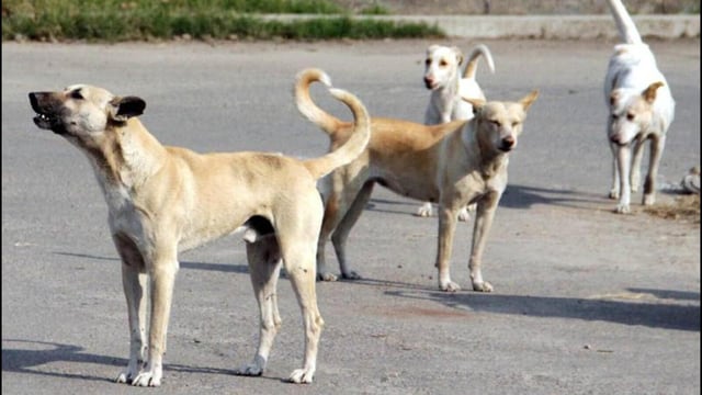 To streamline efforts, the committee plans to roll out a constituency-wise sterilisation programme for community dogs. (HT Archive)