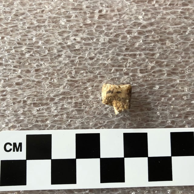 Researchers scraped tiny portions of plaque from teeth and dental remains at the Neolithic site.