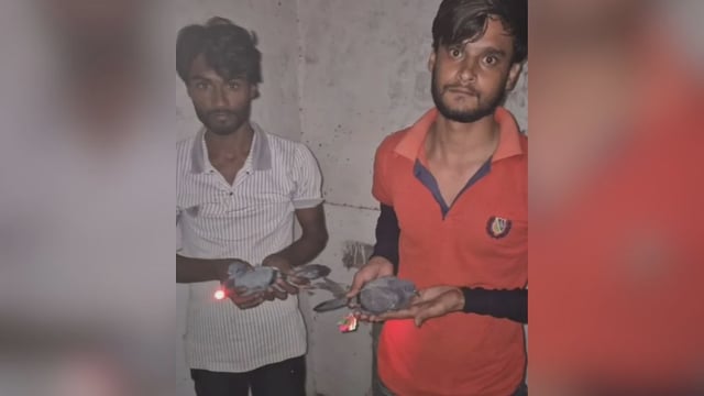 Muzaffarnagar: Two Arrested For Using Lit-up Pegions To Create Ruckus Among Locals Over Fake Drone Sightings