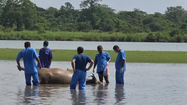 A team of veterinarians, forest officers, and wildlife researchers reached the site on Thursday morning to conduct post-mortems and collect forensic samples.