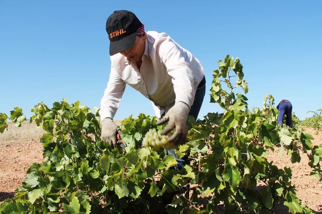 Una persona recoge uvas de una cosecha durante la temporada de vendimia.