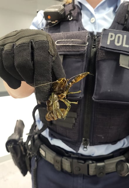 Am Kölner Hauptbahnhof war die Fahrt der Flusskrebse vorbei: Die Bundespolizei sammelte die Tiere ein.
