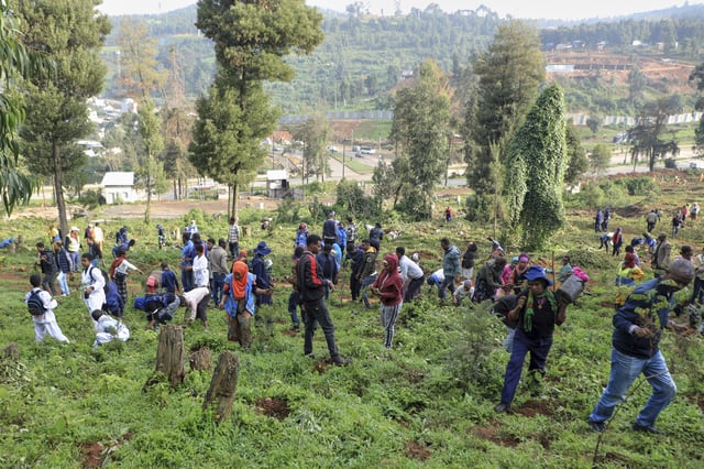 Participants plant local green plants in a park as part of Ethiopia's Green Legacy Initiative, which aims to plant 7.5 billion trees by the end of the year, at Jifara Ber site, Addis Ababa, Ethiopia, Thursday, July 31, 2025. (AP Photo/Amanuel Birhane)
