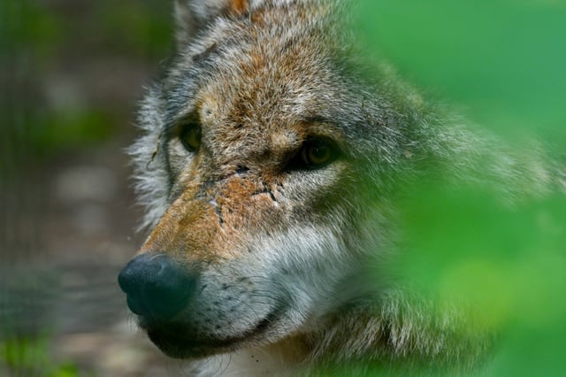 Die Bundesregierung hat für den Wolf erstmals einen guten Erhaltungszustand in Teilen Deutschlands an die Europäische Kommission übermittelt. In einem nächsten Schritt will die Koalition den Wolf ins Jagdgesetz aufnehmen.