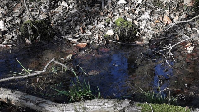  Optical illusion: The challenge asks users to find two perfectly camouflaged toads in a forest stream.