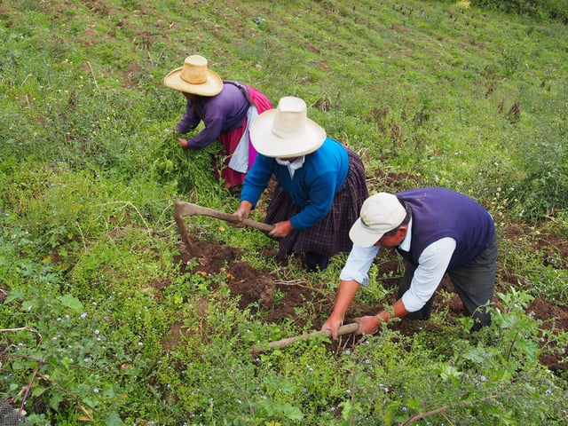 People harvest potatoes near Celendín, Peru.