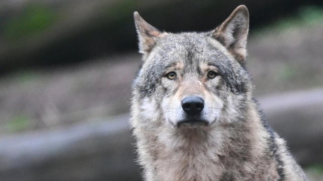 Der Kopf eines Wolfes in der Natur