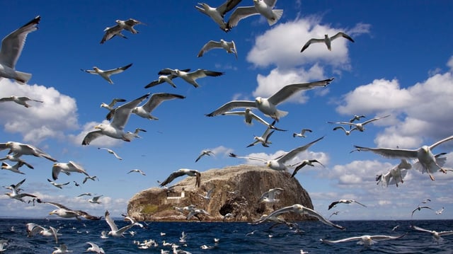The wind farm, with up to 307 turbines, will be 23 miles from the important seabird colonies on Bass Rock, above, and St Abb’s Head National Nature Reserve