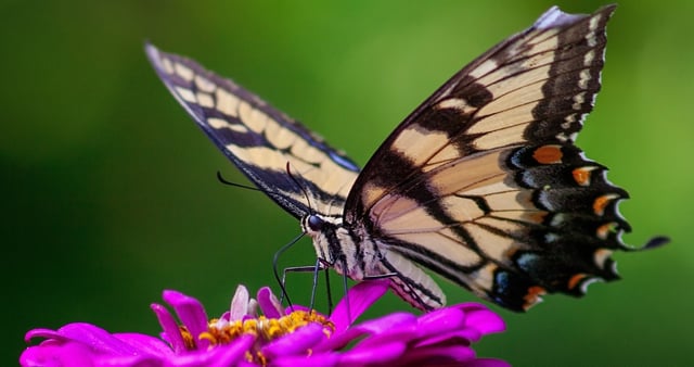 Shutterstock Image by: Adrienne M Heed