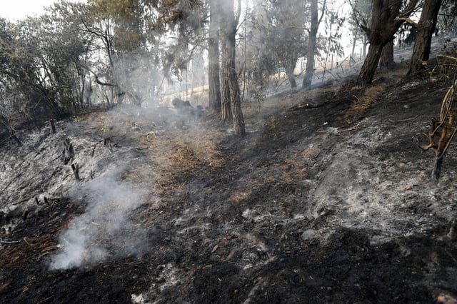 A view shows burned plants after a forest fire in Sopo, Colombia January 30, 2024. REUTERS/Luisa Gonzalez/File Photo