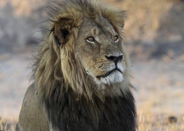 FILE - Cecil the Lion rests near Kennedy One Water Point in Hwange National Park, Zimbabwe, Nov. 20, 2013. (AP Photo/Sean Herbert, File)