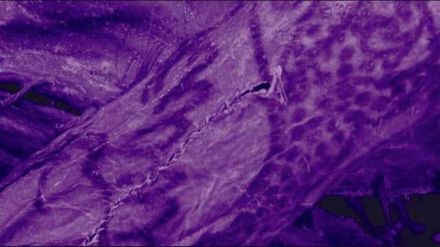 Los escáneres de la piel de la momia de hielo revelaron detalles de animales y pájaros en sus brazos y manos