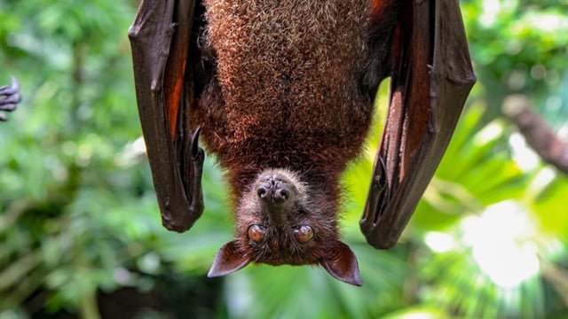 Massachusetts woman has bizarre encounter with a bat