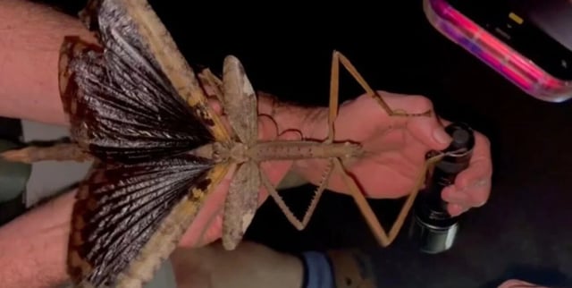 Descubrieron un insecto palo gigante en Australia: fue considerada la especie más pesada del país (Gentileza)