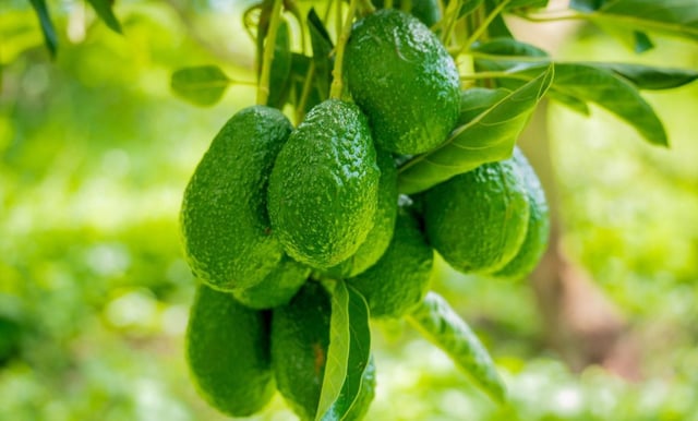 Fortalece aguacate mexicano balanza comercial y dinamiza la economía