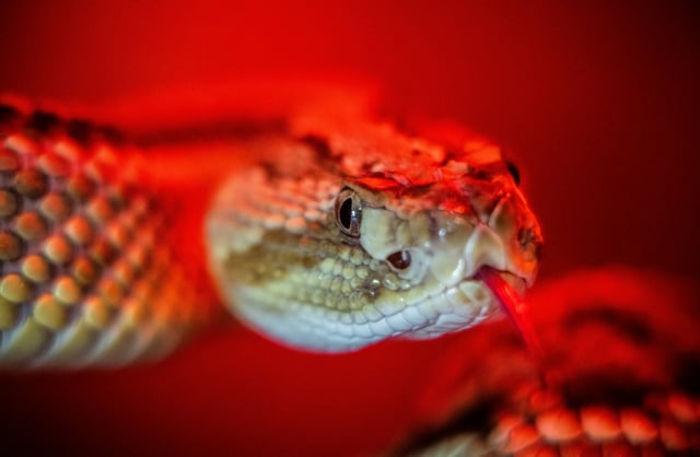 Ein Mann ist im rheinland-pfälzischen Kaiserslautern von einer giftigen Klapperschlange gebissen und schwer verletzt worden. Der 36-Jährige wollte einem Freund beim Umsetzen des in einem Terrarium gehaltenen Tieres helfen. Sein Zustand ist kritisch.