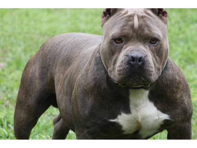 La menor se encuentra en grave estado por el ataque del pitbull (Imagen ilustrativa).