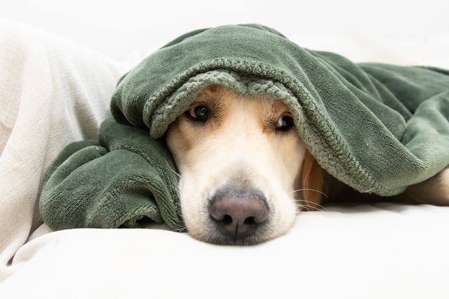 File photo: a dog looks unwell while wrapped in a blanket.