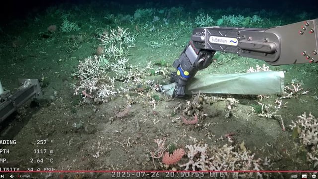 Entre la fauna marina, la expedición del CONICET también encontró desechos que terminaron en las profundidades de Cañón de Mar del Plata. 