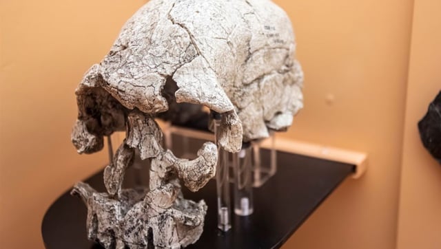 Prehistoric Humans Began Eating Tubers 700,000 Years Before Our Teeth Evolved To Do So