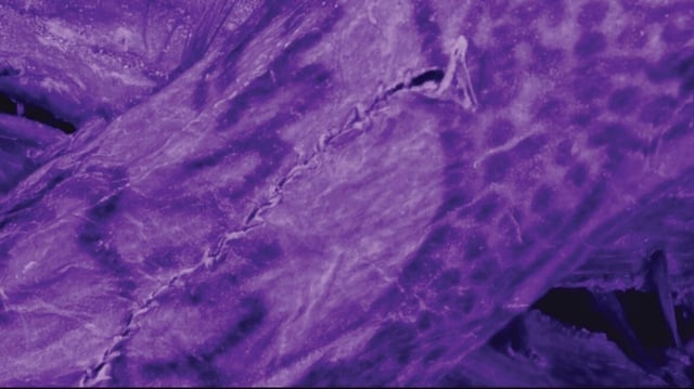 Close-up high-resolution photograph of the tattoos on one forearm. A cut made when preparing the individual for burial runs through the tattoos, indicating tattoos did not play a specific role in funerary rituals. Credit: G. Caspari & M. Vavulin