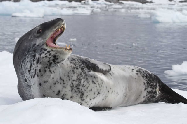 Leopard seal opens it mouth for a photograph while laying out on the ice. (Photo by Tarpan on Shutterstock)
